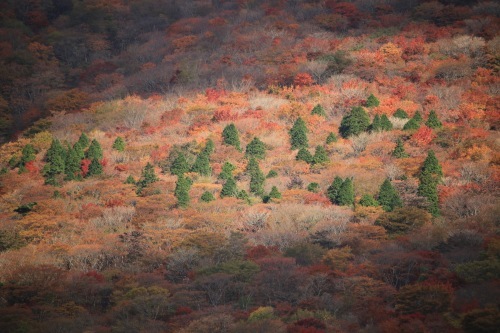 由布岳遠征_a0327600_18273000.jpg