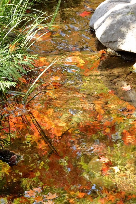 恒例「黄葉・紅葉まつり」、紅葉の映り込みをお届けします（立川市、昭和記念公園）_b0291402_05122001.jpg