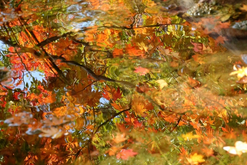 恒例「黄葉・紅葉まつり」、紅葉の映り込みをお届けします（立川市、昭和記念公園）_b0291402_05124113.jpg