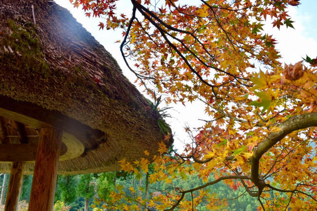 丹波の紅葉名所巡りシリーズ〜高源寺・その2_e0346002_10220754.jpg