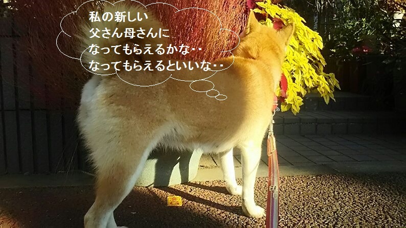 柴犬ちゃんのご縁が結ばれました!_f0242002_23323370.jpg