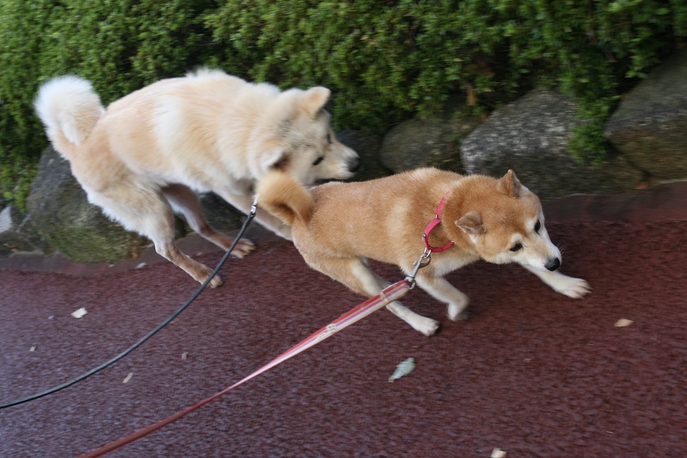 柴犬ちゃんのご縁が結ばれました!_f0242002_23374450.jpg
