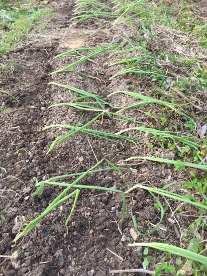 玉ねぎの植え付け 楽園生活