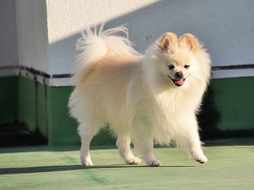 自信喪失_d0360206_00291916.jpg