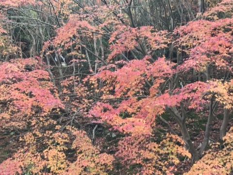 e0187110_11122950.jpg