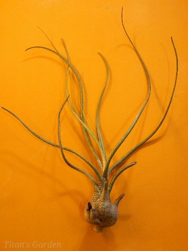 Tillandsia butzii_b0099813_2544426.jpg