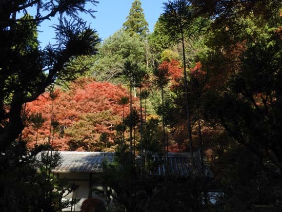 中川の里と宗蓮寺_e0048413_16335594.jpg
