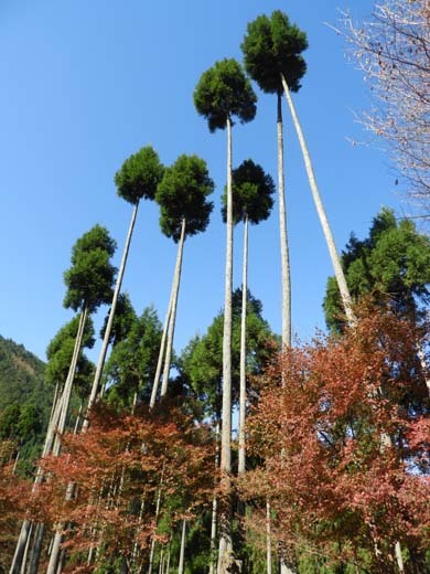 中川の里と宗蓮寺_e0048413_16372556.jpg
