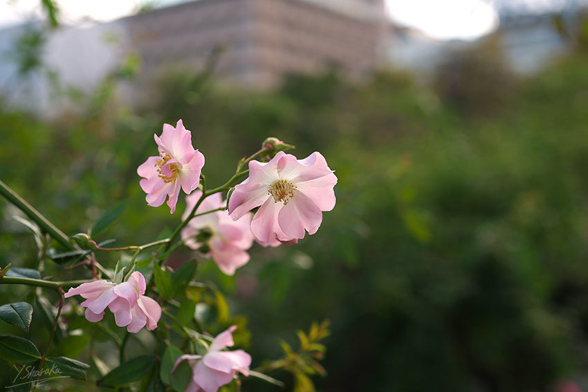 山下公園とダイヤモンド・プリンセスNo3_f0344614_13133724.jpg