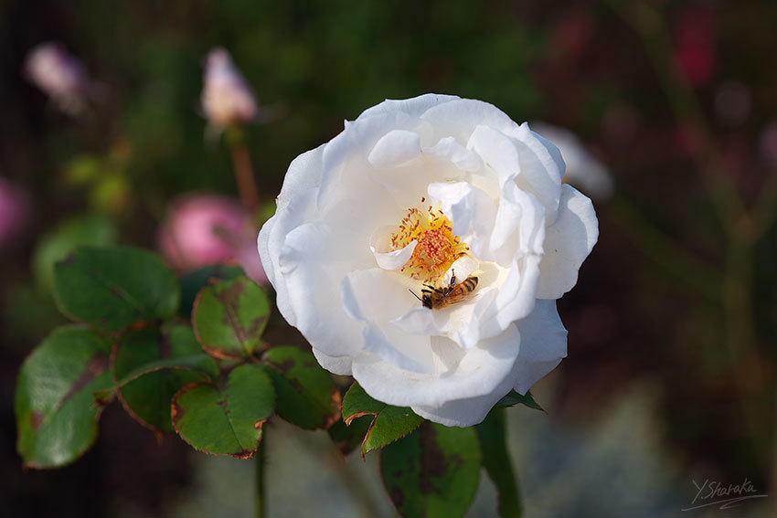 山下公園とダイヤモンド・プリンセスNo3_f0344614_13143825.jpg