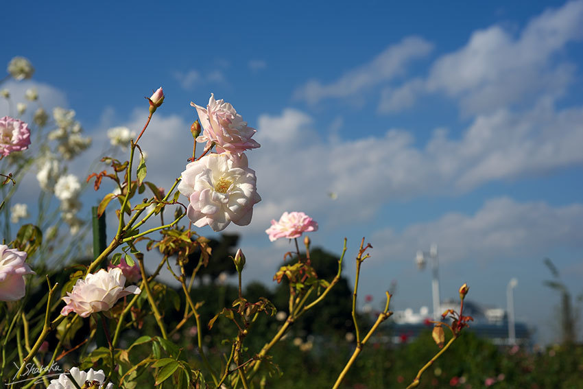 山下公園とダイヤモンド・プリンセスNo3_f0344614_13150475.jpg