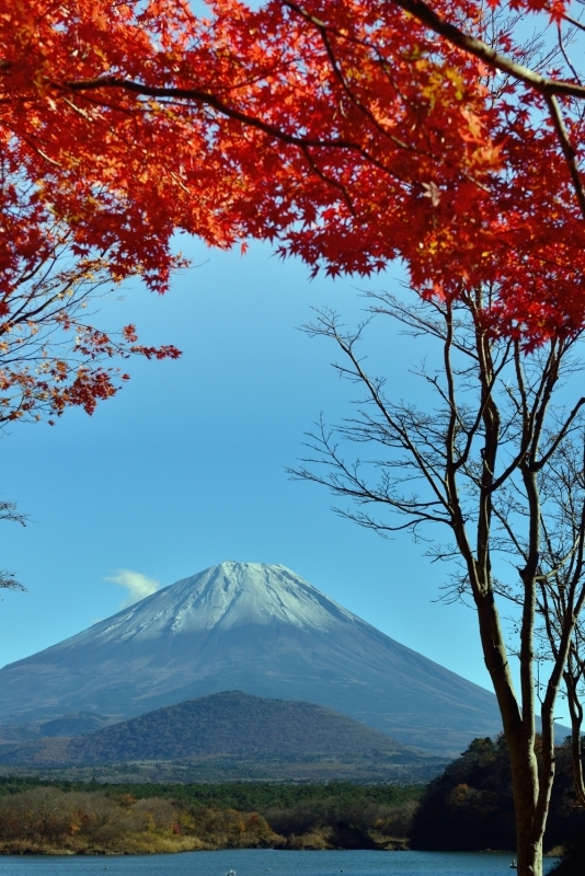 冠雪富士と紅葉_b0369916_16172380.jpg