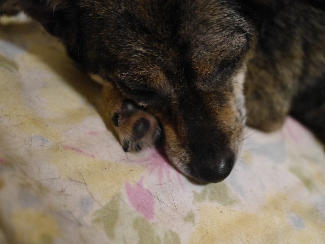 f0282319_18320258.jpg