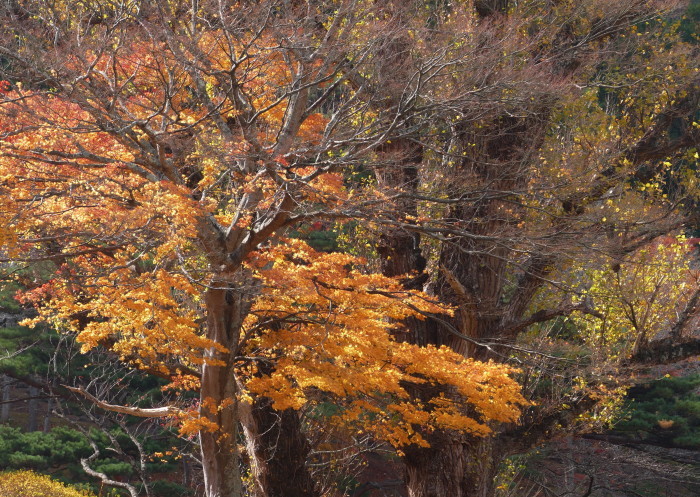 福島県伊達郡桑折町　「半田山自然公園」の紅葉_d0106628_10151514.jpg