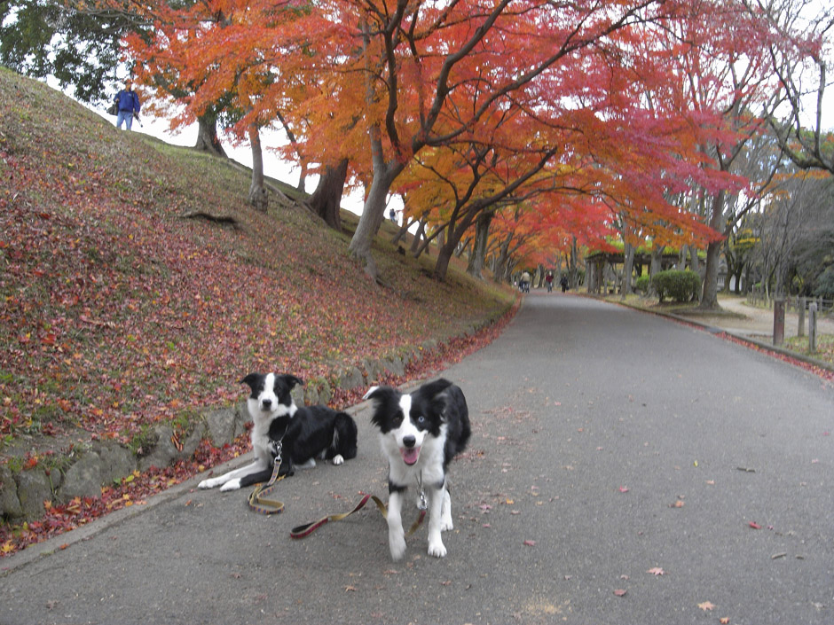 2007年11月29・30日、京都・姫路_e0367330_17552820.jpg