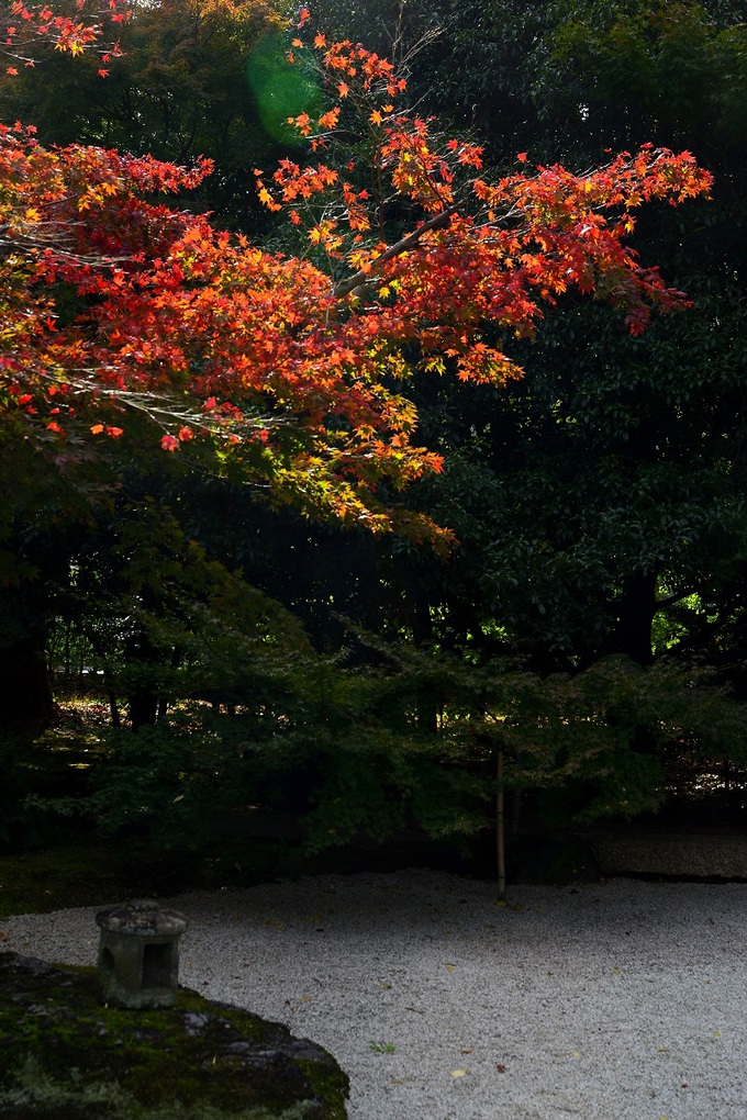 ◆紅葉情報◆もみじが色づいて！【日本庭園　有楽苑】_a0134734_15575268.jpg