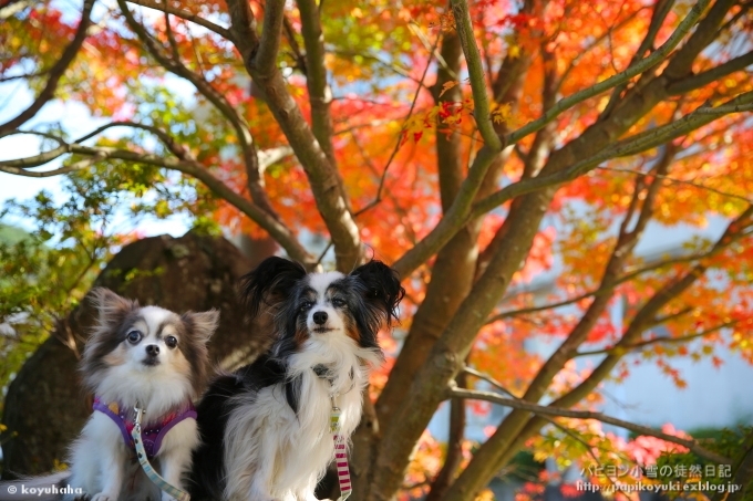 恒例紅葉狩り　今年も行ってきたよ♪　－羅漢寺編－_d0140234_20341388.jpg