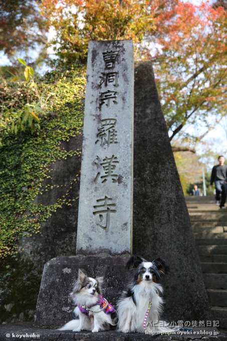 恒例紅葉狩り　今年も行ってきたよ♪　－羅漢寺編－_d0140234_20343393.jpg