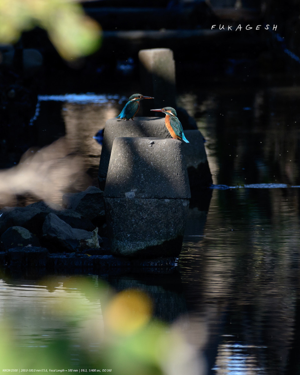 川のカワセミ♀の戦い_d0292540_00461810.jpg