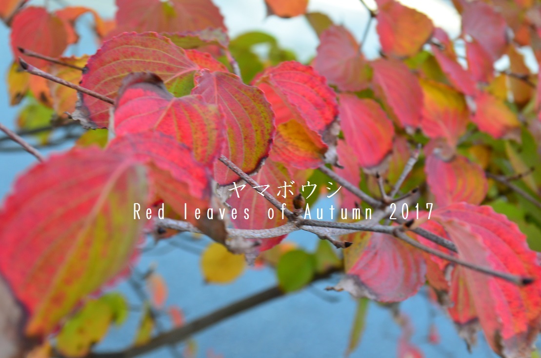 ”定休日！POP UP 前日のC+...11/14tue\"_d0153941_16450988.jpg