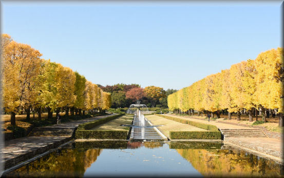 紅葉2017　＠昭和記念公園_f0363141_13093729.jpg