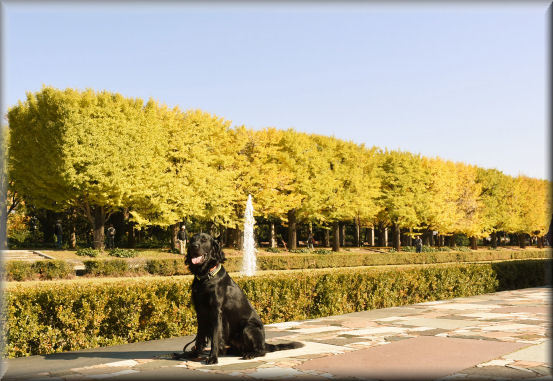 紅葉2017　＠昭和記念公園_f0363141_13181187.jpg