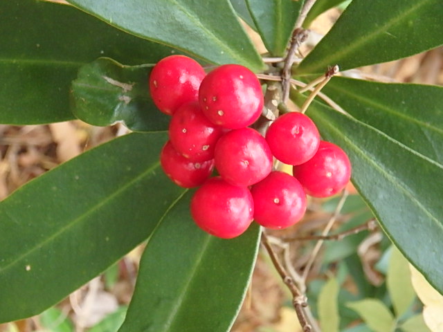 f0334143_8124929.jpg
