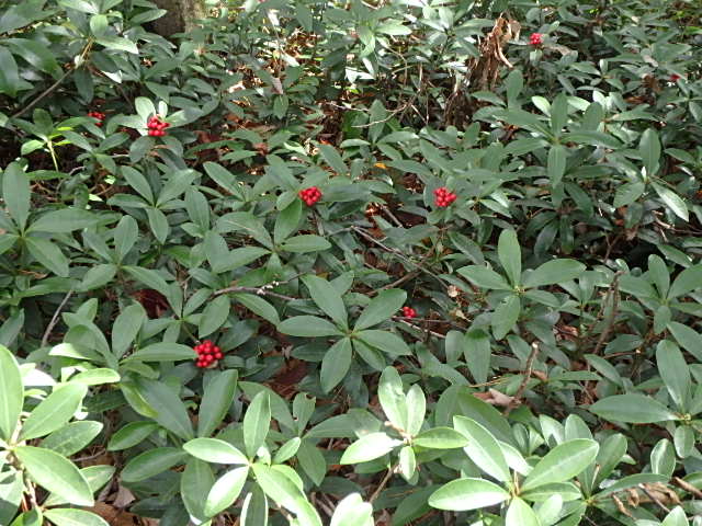 f0334143_8134438.jpg