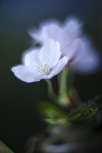 五条川の桜..........2017.04_f0159251_23104121.jpg