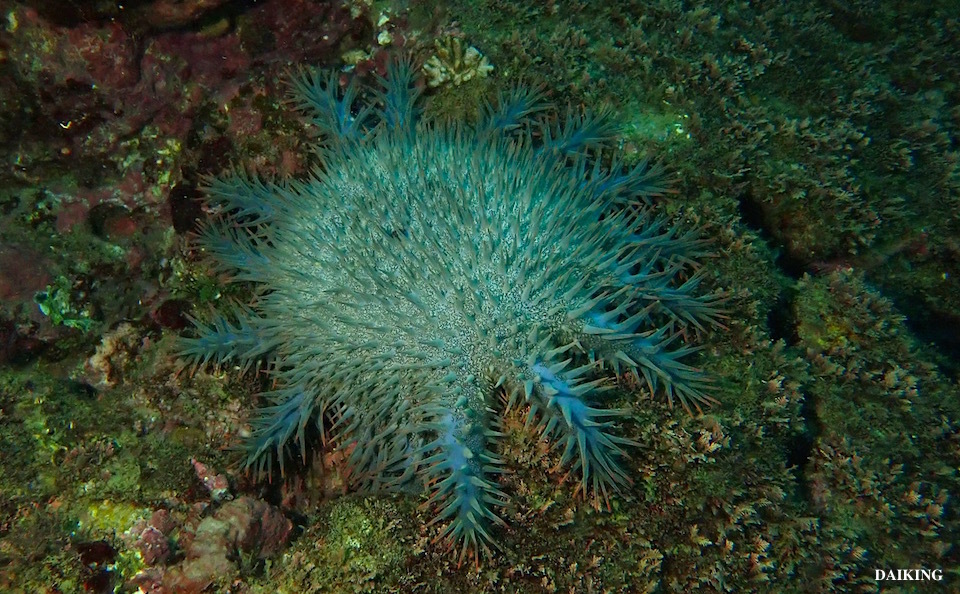 e0158261_14501716.jpg