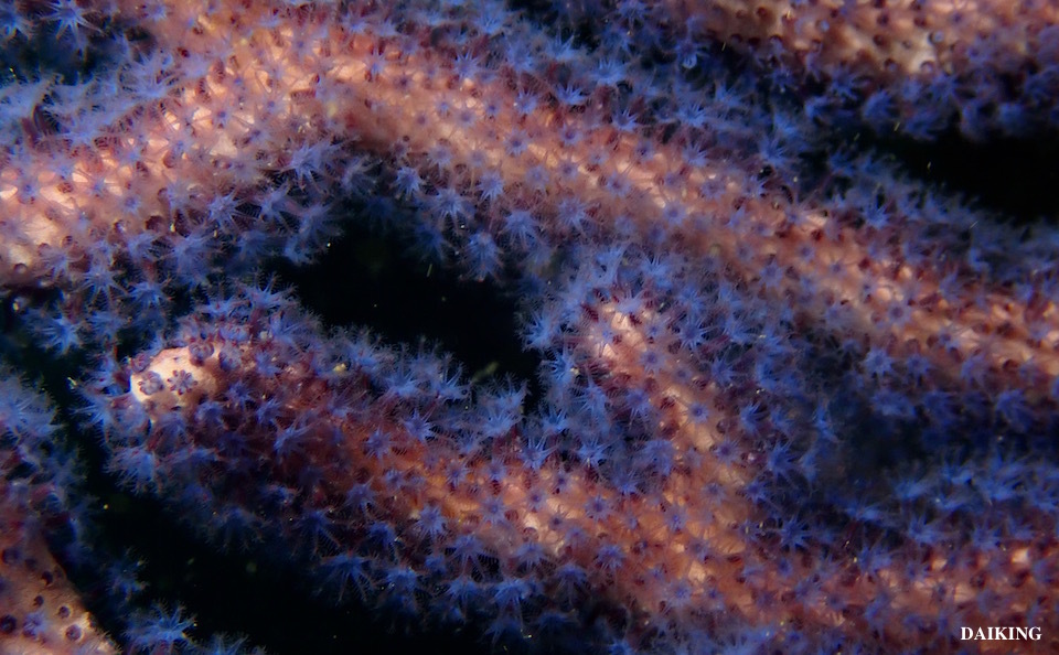 e0158261_14501737.jpg
