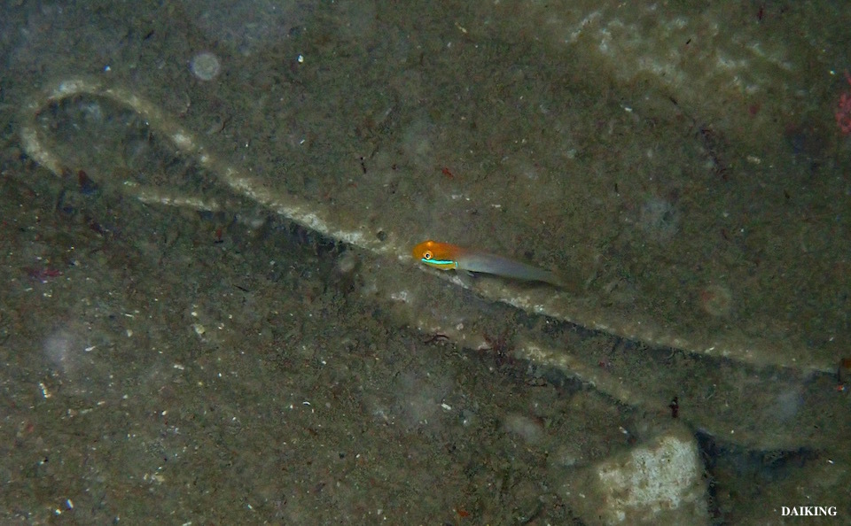 e0158261_14501967.jpg