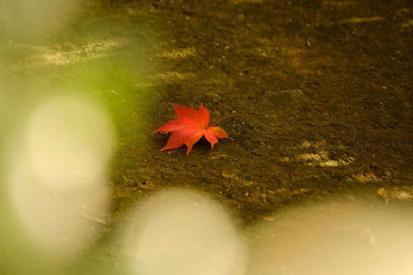 京都 紅葉 ＊＊Ⅱ_d0344864_18265897.jpg