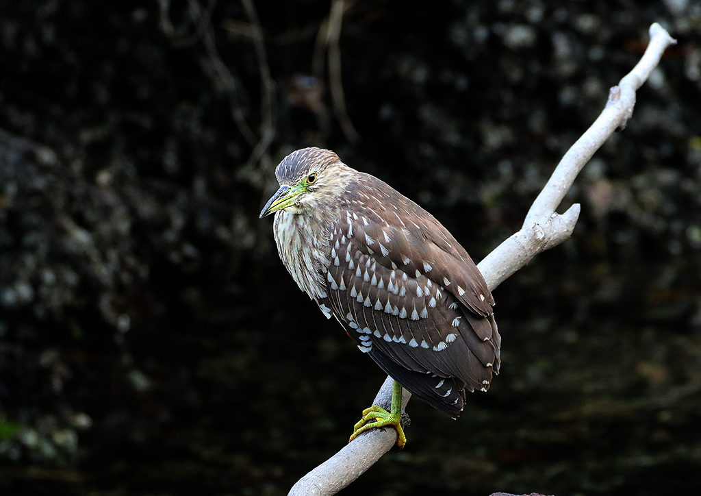 夜行性 自然の中に鳥さんを見つけて