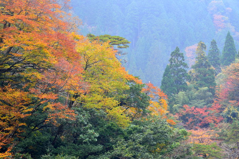 2017奥津渓谷の紅葉_a0341170_16422507.jpg