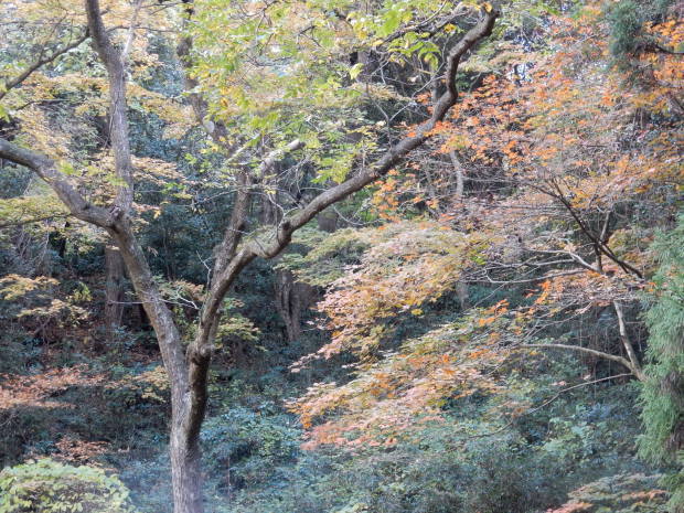 早朝紅葉狩り③_e0355177_08405892.jpg