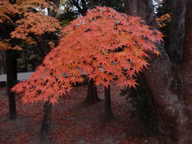 早朝紅葉狩り③_e0355177_08565117.jpg