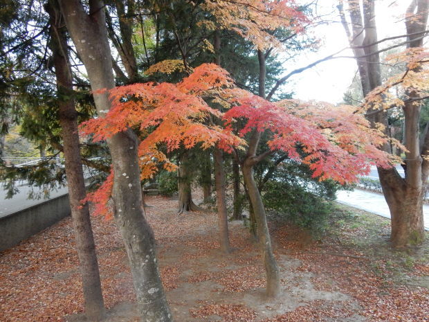 早朝紅葉狩り③_e0355177_08572324.jpg