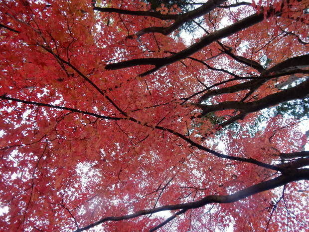 早朝紅葉狩り③_e0355177_08582138.jpg
