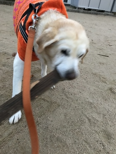 f0315081_20003564.jpeg