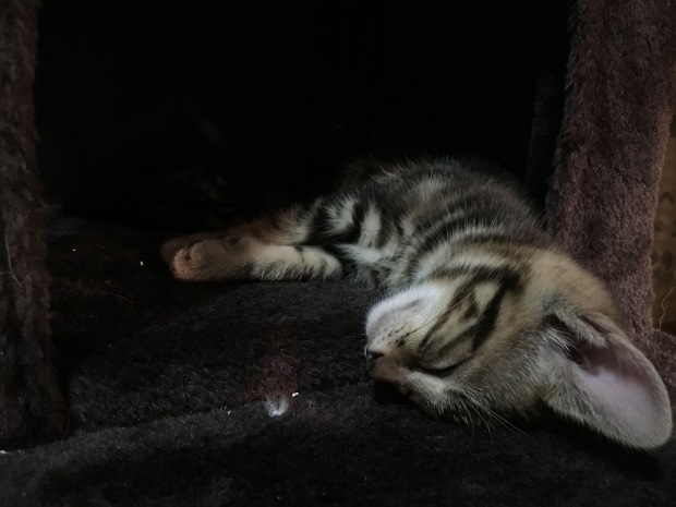 b0377882_18040620.jpeg