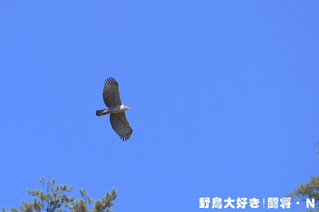 青空に飛ぶ_f0059882_19193278.jpg