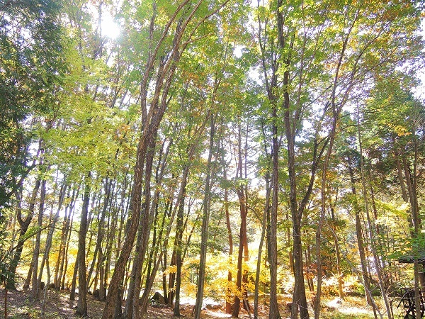 高根町K島さん邸の現場より 1_a0211886_15574943.jpg