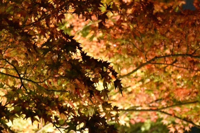 紅葉見頃まではもうすこし(^.^) 青蓮院門跡 京都_f0361590_23490567.jpg