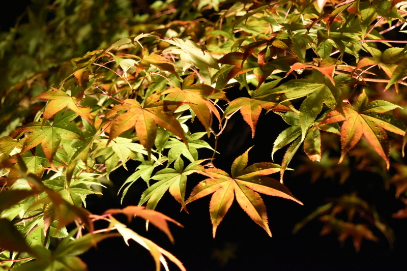 紅葉見頃まではもうすこし(^.^) 青蓮院門跡 京都_f0361590_23491660.jpg