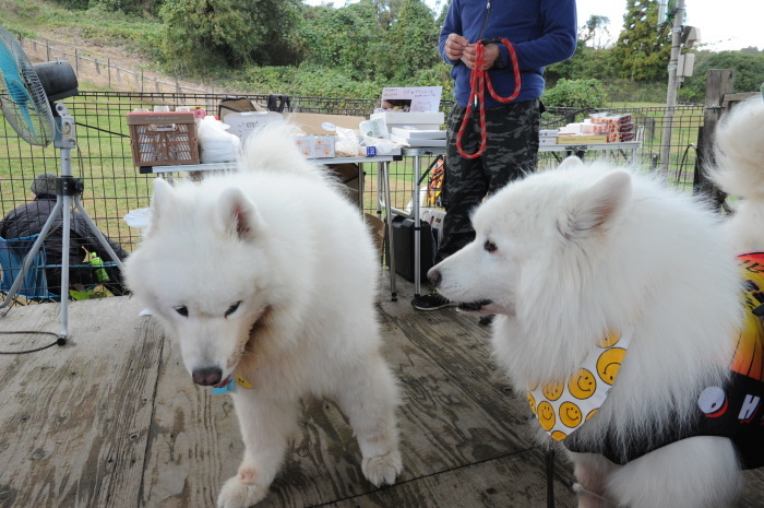 第12回 中部サモエドオフ会 2_a0049296_18121925.jpg