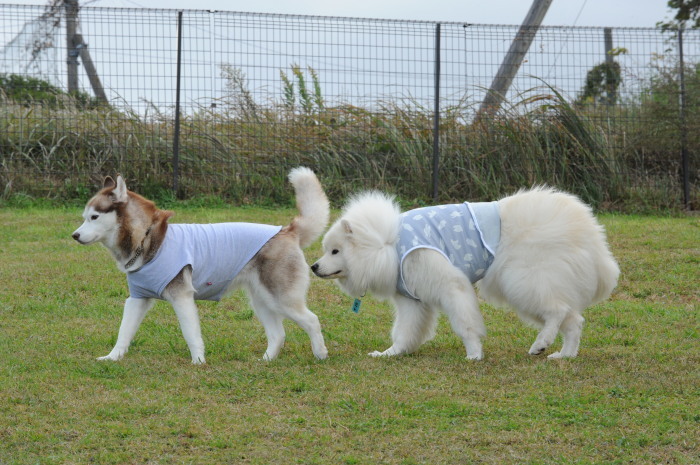 第12回 中部サモエドオフ会 2_a0049296_18174354.jpg
