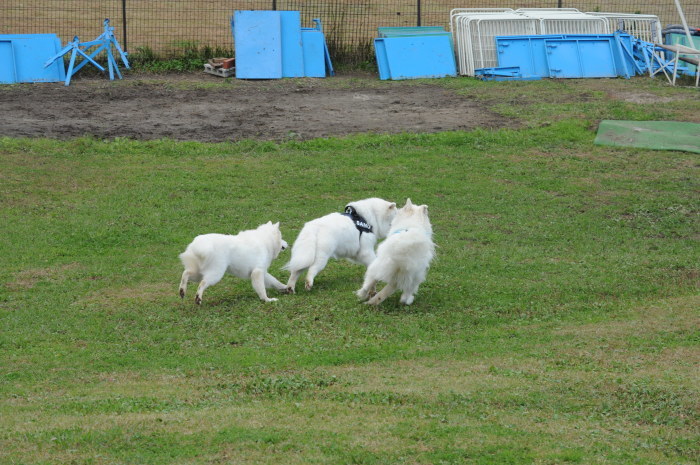 第12回 中部サモエドオフ会 2_a0049296_18203072.jpg