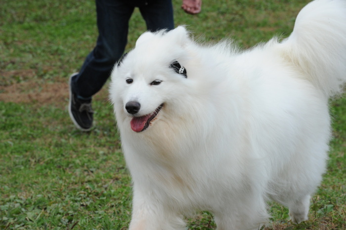第12回 中部サモエドオフ会 2_a0049296_18213922.jpg