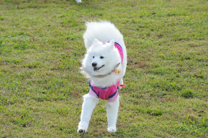 第12回 中部サモエドオフ会 2_a0049296_18243681.jpg